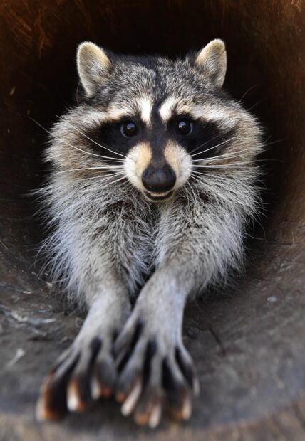 Cute raccoon stretching its paws inside a hollow log