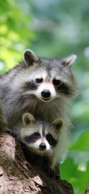 Two raccoon animals resting on a tree trunk in a natural outdoor setting