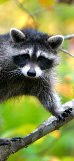 Young raccoon climbing on tree branch with green nature background