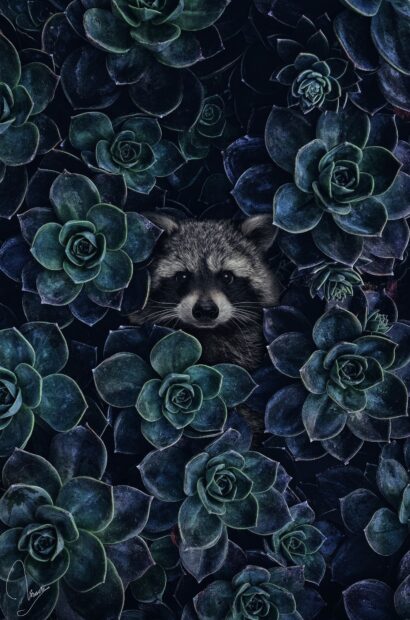 A raccoon peeking through green succulent plants in a dark natural setting
