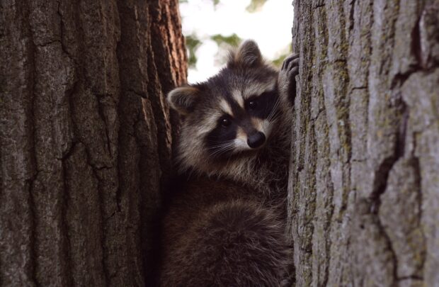 A curious raccoon peeking between tree bark in a natural setting
