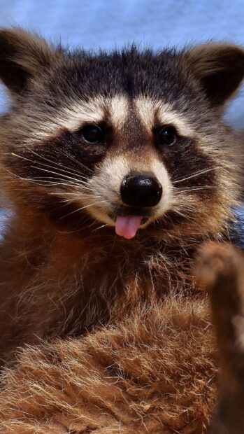 A close up of a raccoon showing its tongue with detailed fur and dark eyes