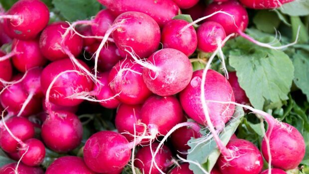 Fresh radish with green leaves in an organic farm setting