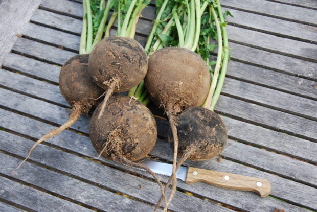Freshly harvested radish with dirt on wooden surface alongside a kitchen knife