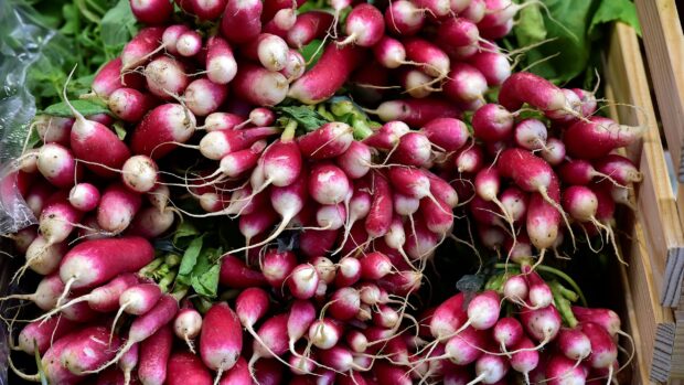 Fresh radish bunches with green leaves displayed in a wooden crate