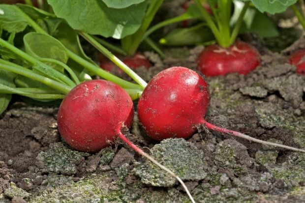 Fresh radish growing in soil with green leaves surrounding the vegetables