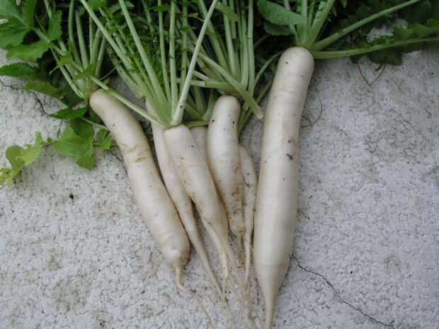 Fresh radish roots with green leaves lying on a textured surface