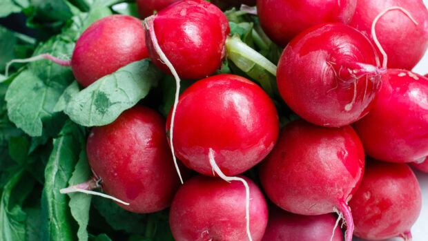 Fresh radish close up with green leaves and roots visible