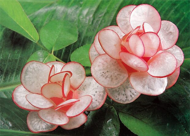 Fresh radish arranged in a floral pattern on green leaves