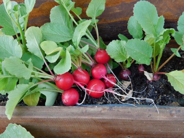 Fresh radish plants growing in soil with vibrant red roots and green leaves