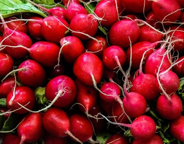 Fresh red radish with green leaves piled together in high quality image