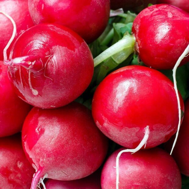 Fresh radish close up showing vibrant red color and green leaves