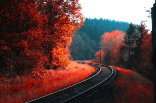 Railway track surrounded by vibrant red autumn trees through the forest