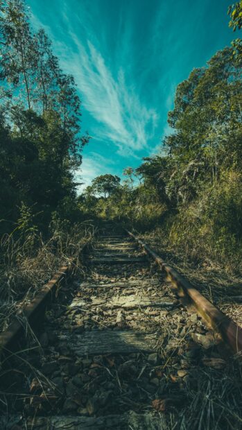 Overgrown railway track surrounded by dense trees under a bright blue sky