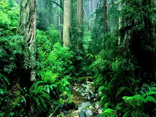 Lush rainforest with dense green foliage and a small rocky stream flowing through the forest floor