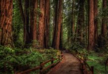 A dense rainforest path surrounded by tall trees and lush greenery in a serene natural setting