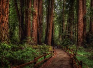 A dense rainforest path surrounded by tall trees and lush greenery in a serene natural setting