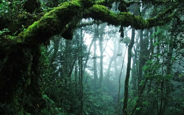 Dense rainforest with moss covered branches and misty atmosphere in a lush green landscape
