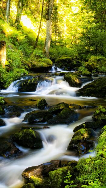 Flowing stream surrounded by lush rainforest greenery and moss covered rocks