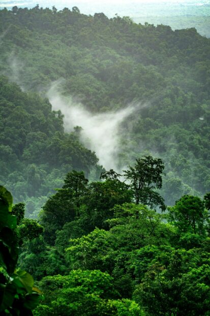 Lush green rainforest with mist rising among dense trees at dawn