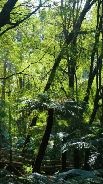 Lush rainforest trees and ferns illuminated by sunlight in a green natural setting