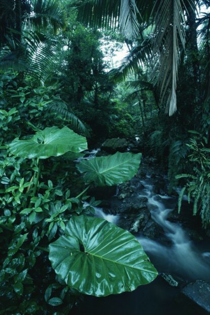 Lush rainforest vegetation surrounding a flowing river in a tropical ecosystem