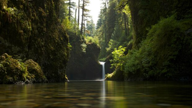 A tranquil rainforest scene with lush vegetation and a waterfall surrounded by mossy cliffs