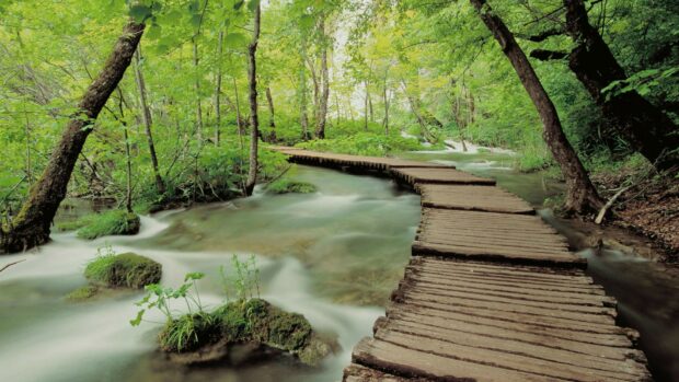 A wooden footbridge crossing a flowing stream in a dense rainforest environment