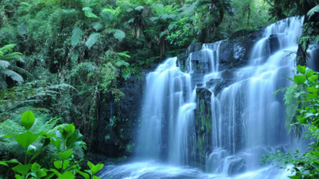 Lush rainforest waterfall surrounded by dense green foliage and vibrant rainforest flora
