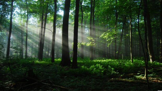 Sunlight filtering through lush green trees in a dense rainforest with vibrant ferns covering the ground