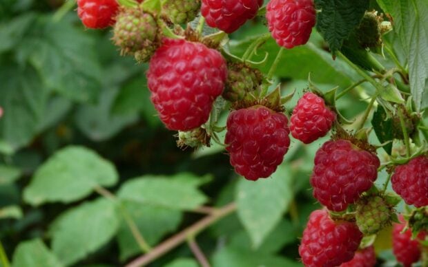 Close up view of ripe raspberry fruits growing on the green bush branch