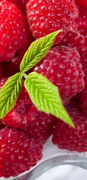 Fresh raspberry with green leaves close up on a mobile screen background