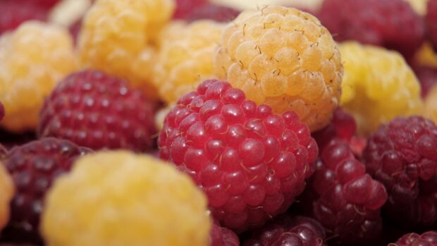 Close up of fresh ripe raspberries in red and yellow colors