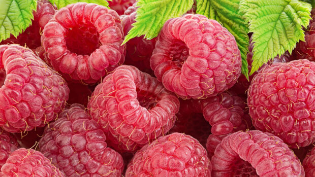 Fresh raspberry close up with green leaves in high resolution