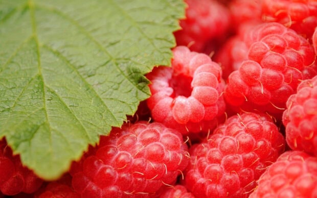 Close up of fresh raspberry fruit with a green leaf in high definition