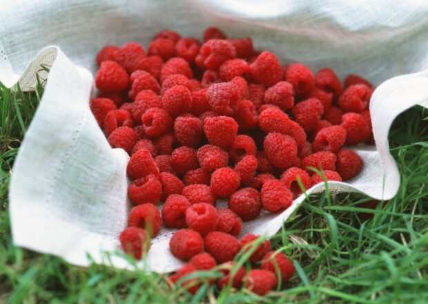 Fresh raspberries resting on a white cloth on the grass