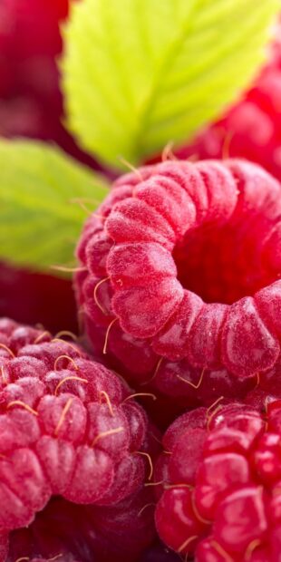 Close up view of fresh raspberry with green leaves in high definition quality