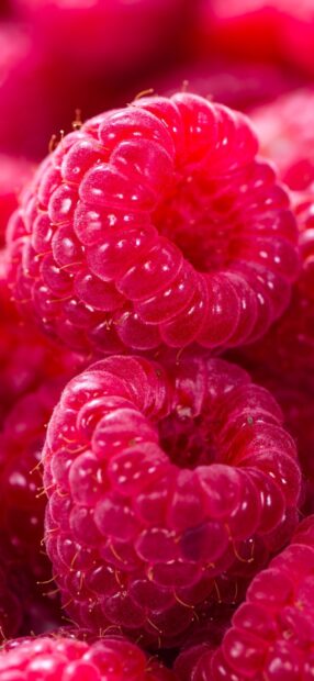 Close up of fresh ripe raspberry with vibrant color and detailed texture