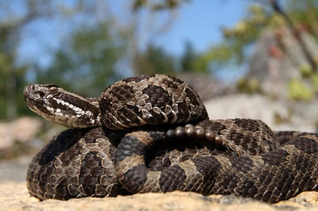 A coiled rattlesnake resting on a rocky surface under clear blue sky
