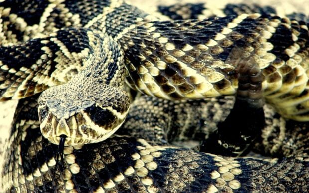 Close up of rattlesnake showing detailed scales and rattling tail