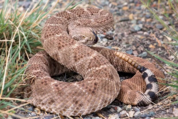 Coiled rattlesnake with raised tail resting on rocky ground with surrounding grass blades
