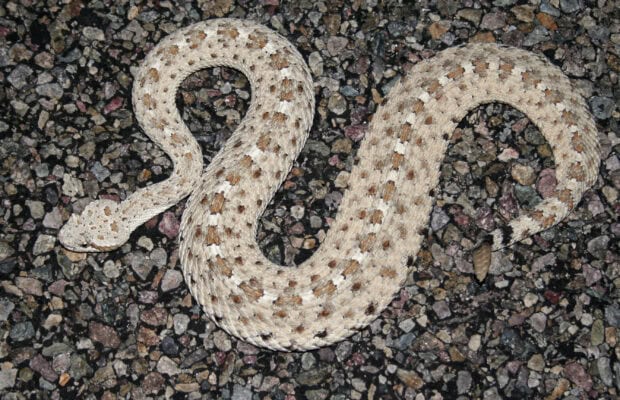 Light colored rattlesnake coiled on gravel surface