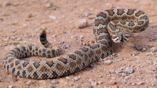Rattlesnake coiled on rocky ground with detailed scales and raised tail ready to strike
