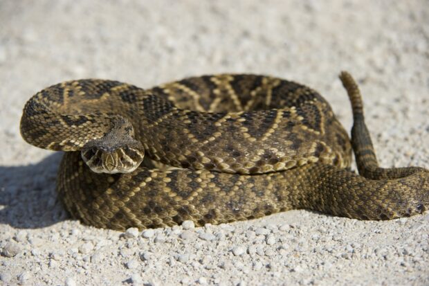 A coiled rattlesnake resting on gravel with detailed scales visible