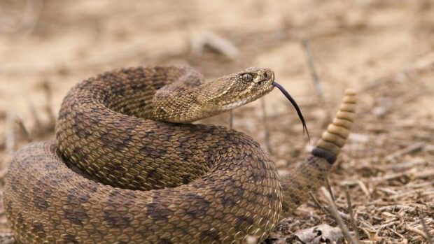 A coiled rattlesnake with a raised head and flicking tongue in a dry natural environment