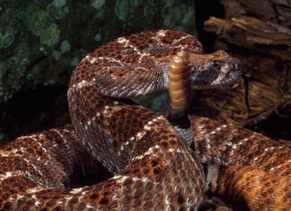 A close up of a rattlesnake coiled with its rattle raised in a natural environment