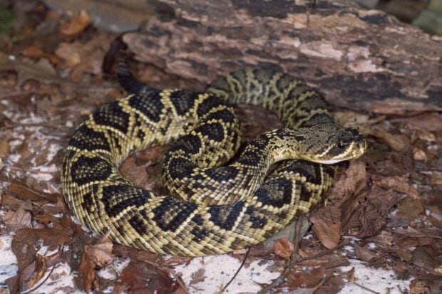 A rattlesnake coiled on dry leaves blending with the forest floor environment