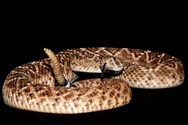 A rattlesnake coiled with its tail raised and tongue flicking out on a black background