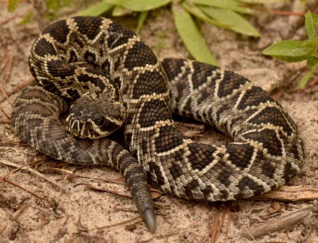 Close up of a rattlesnake coiled on dirt with plants nearby