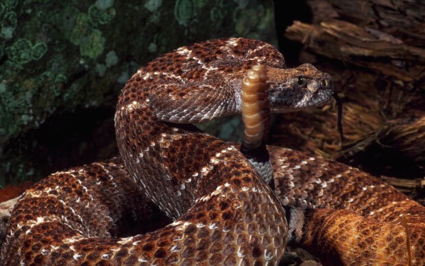 A close up of a rattlesnake coiled with its rattle raised in a natural environment